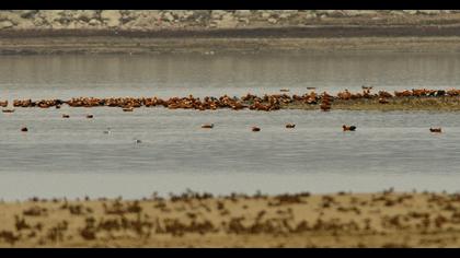 Ruddy Shelduck