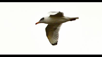 Pallas`s Gull