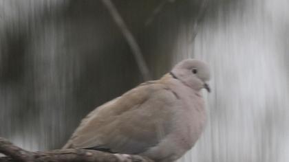 Eurasian Collared Dove