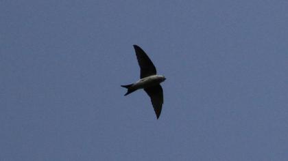 Common House Martin