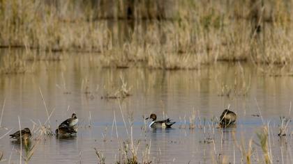 Northern Pintail