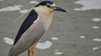 Black-crowned Night Heron
