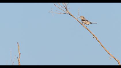 Lesser Grey Shrike