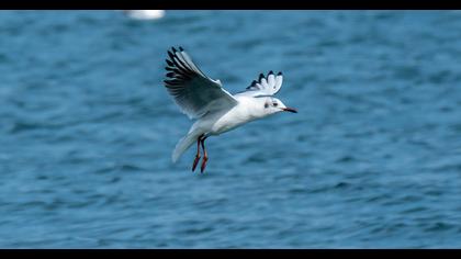 Black-headed Gull