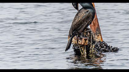 Great Cormorant