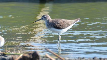 Green Sandpiper