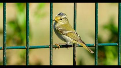 Yellow-browed Warbler