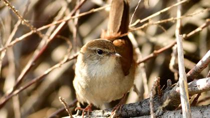 Cetti`s Warbler