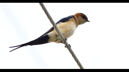 Red-rumped Swallow