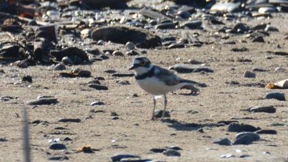 Little Ringed Plover