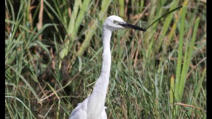Little Egret