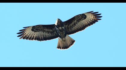 Common Buzzard