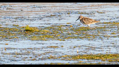 Dunlin