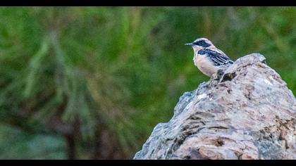 Black-eared Wheatear