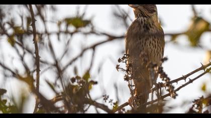 Corn Bunting