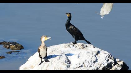 Great Cormorant