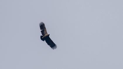 Greater Spotted Eagle