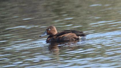 Ferruginous Duck