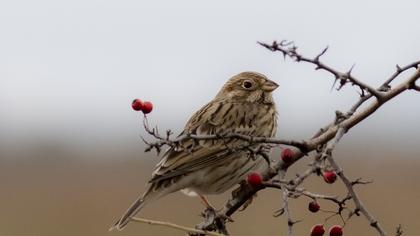 Corn Bunting