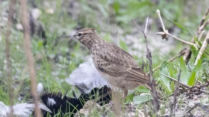 Crested Lark