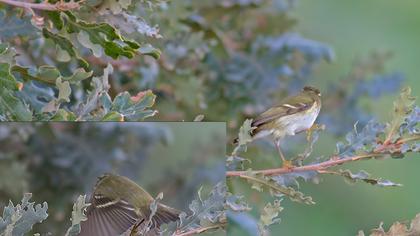 Yellow-browed Warbler