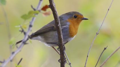 European Robin