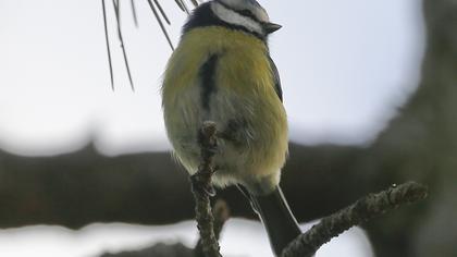 Eurasian Blue Tit