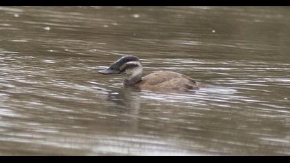 White-headed Duck