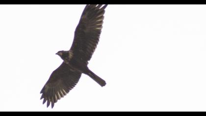 Western Marsh Harrier