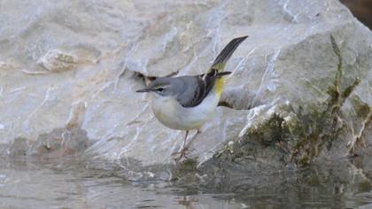 Dağ kuyruksallayanı