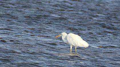 Great Egret