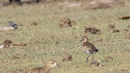 Pacific Golden Plover