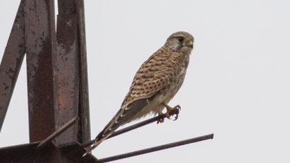 Common Kestrel