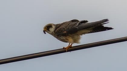 Red-footed Falcon