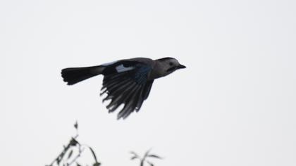 Eurasian Jay