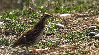 Common Quail