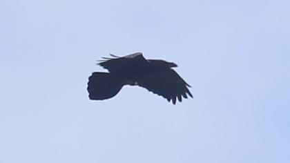 Northern Raven