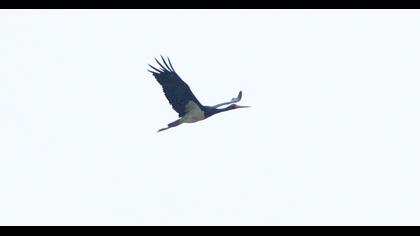 Black Stork