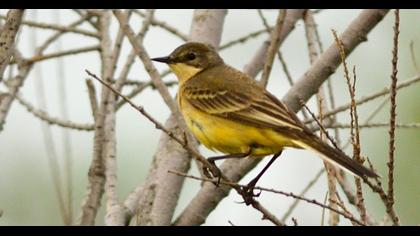 Western Yellow Wagtail