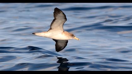 Scopoli`s Shearwater