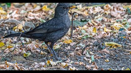 Common Blackbird