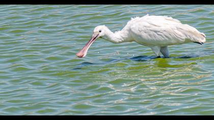 Eurasian Spoonbill