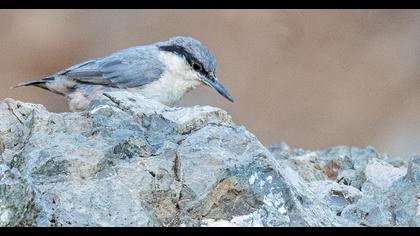 Western Rock Nuthatch