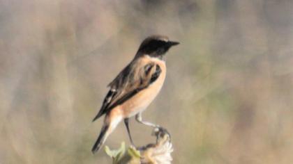 Siberian Stonechat