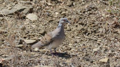 European Turtle Dove