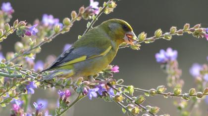 European Greenfinch