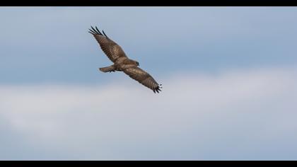 Common Buzzard