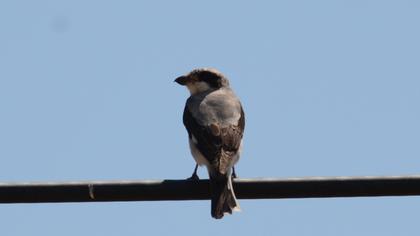 Lesser Grey Shrike