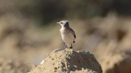 Northern Wheatear