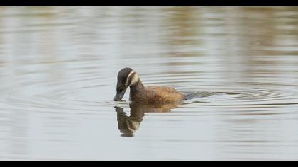 White-headed Duck